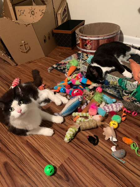 two cats in a pile of toys on the floor