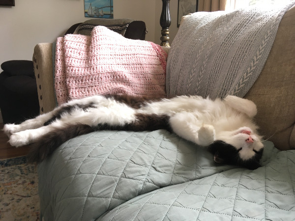 cat lounging on his back on a couch