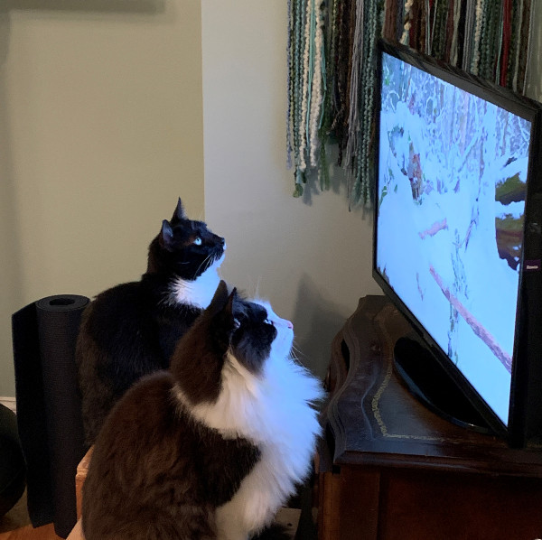 two cats watching tv